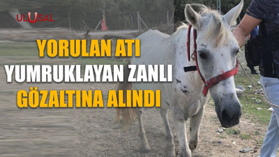 Yorulan atı yumruklayan zanlı gözaltına alındı